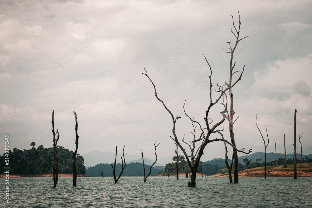 Khao Sok Thailand - December 20th, 2019 : view from a boat of dead trees coming out of the lake water and lakeshore and forest in the background Khao Sok Thailand - December 20th, 2019 : view from a boat of dead trees coming out of the lake water and lakeshore and forest in the background
