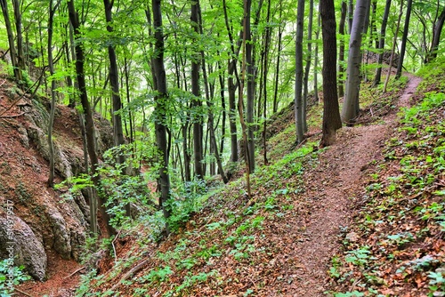 Forest hike in Malopolska  Poland