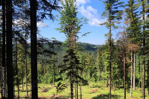 Fototapeta Naklejka Na Ścianę i Meble -  Forest in Beskidy, Poland