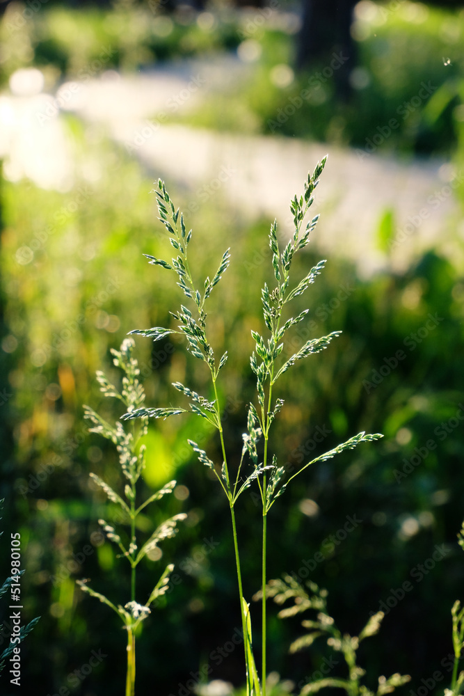 Summer green grass in the backlight of the setting sun. Beautiful natural background Summer green grass in the backlight of the setting sun. Beautiful natural background