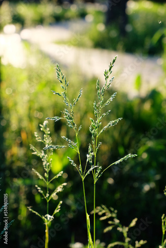 Summer green grass in the backlight of the setting sun. Beautiful natural background