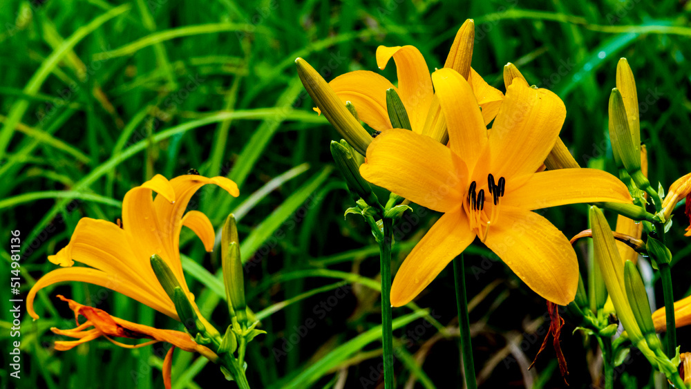 Fototapeta premium ニッコウキスゲ 夏の花 上高地
