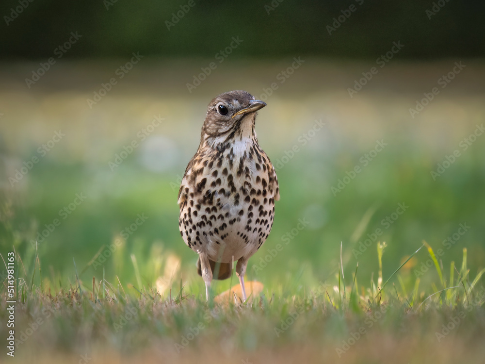 Bird in th grass Bird in th grass