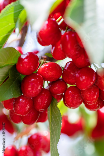 View of bunches of ripe cultivated red cherry berries among green foliage closeup