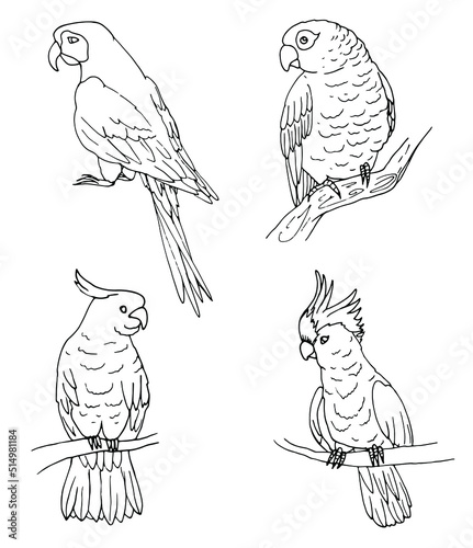  set of vector line art cute parrot. doodle coloring page