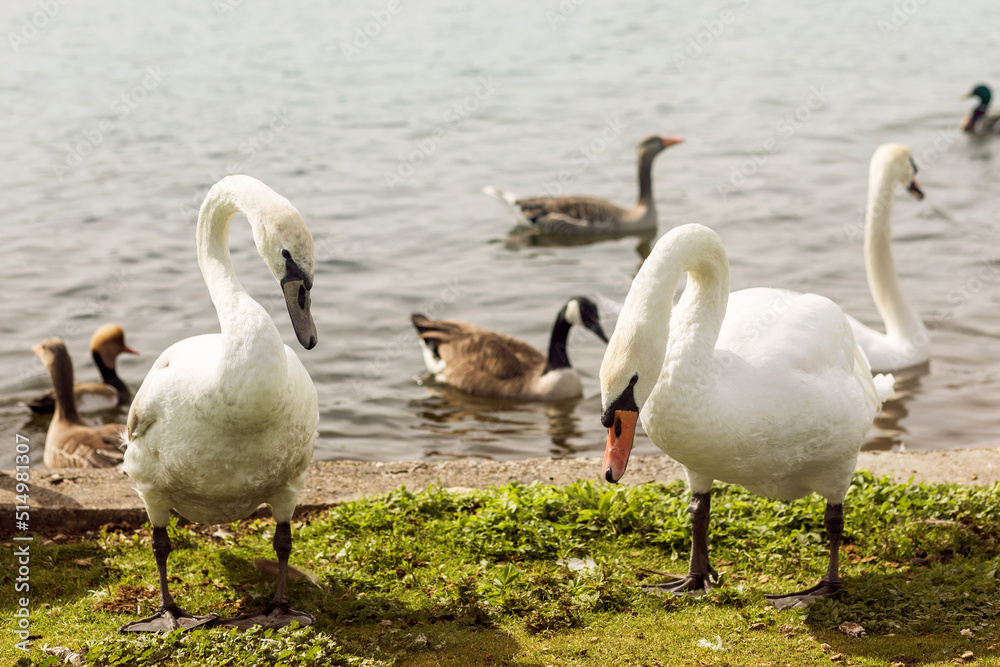 Obraz premium Swans and Ducks on Lake at Nymphenburg palace. Swan Family.