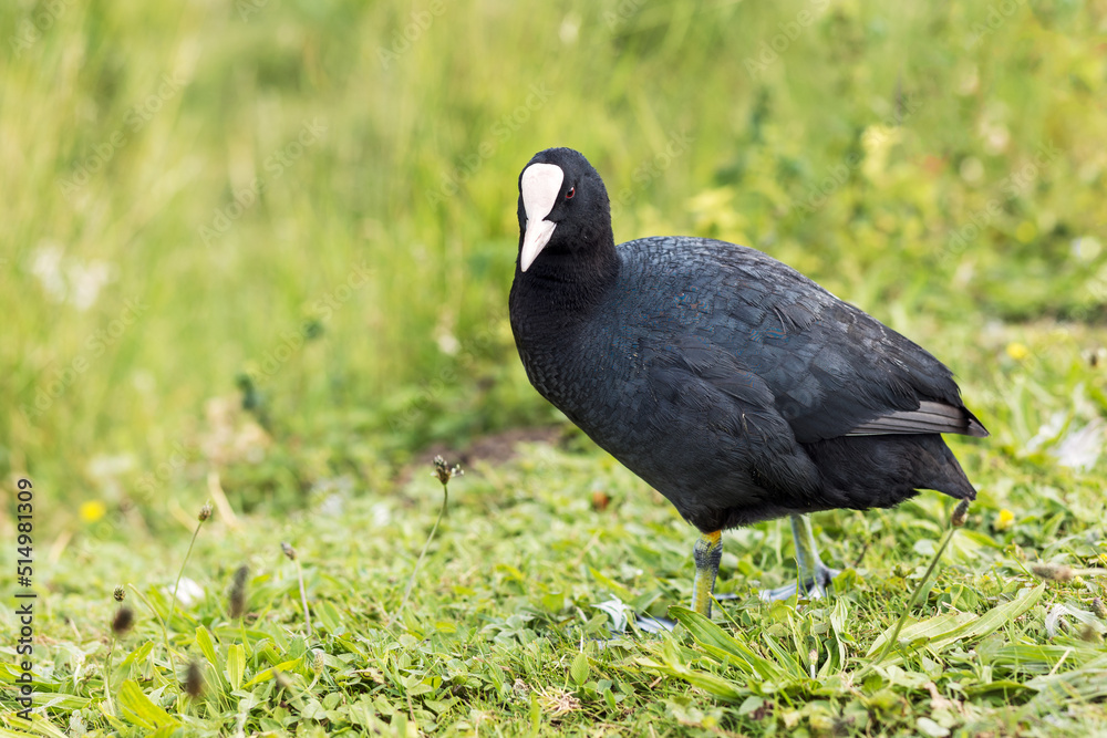 Eurasian Coot Portrait. Fulica atra on grass background Eurasian Coot Portrait. Fulica atra on grass background