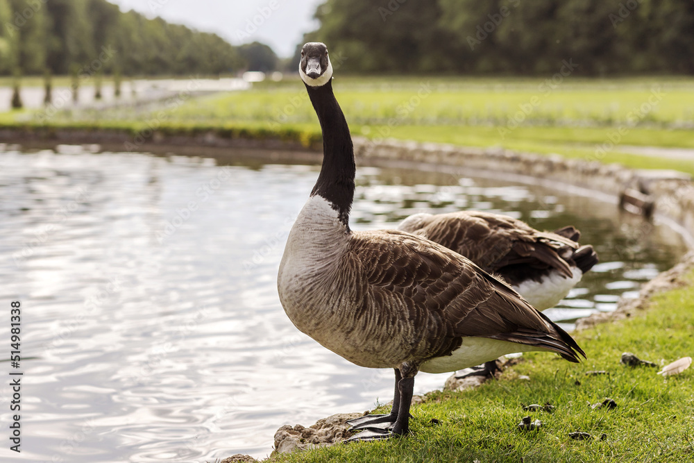 Greylag Goose, Species large goose in the waterfowl family Anatidae on grass lake shore. Funny Goose Greylag Goose, Species large goose in the waterfowl family Anatidae on grass lake shore. Funny Goose