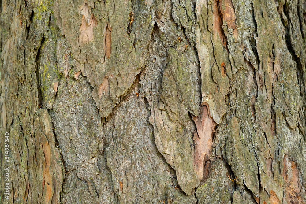 Bark tree texture background close up. Bark tree texture background close up.