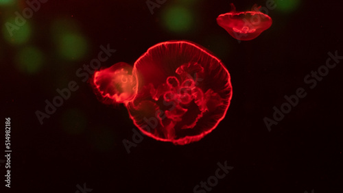 colorful red jellyfish floating in the dark with glowing neon effect