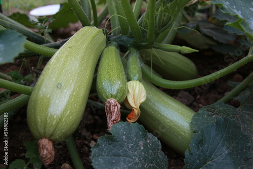 Courgettes photo