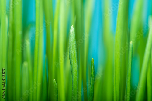 Close-up of growing fresh grass in soft focus. Green background on the theme of agriculture and growing food. Self-sufficiency with food.