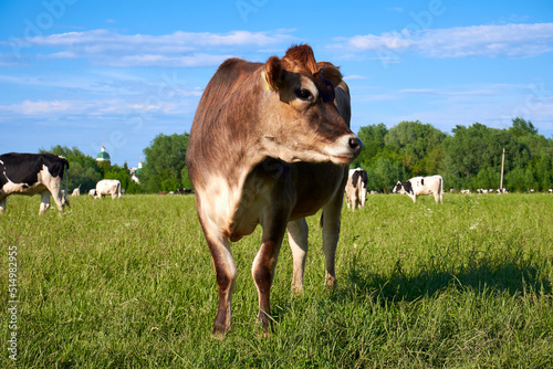 Cow close-up in the summer on a green field. Brown cow free-range on the field