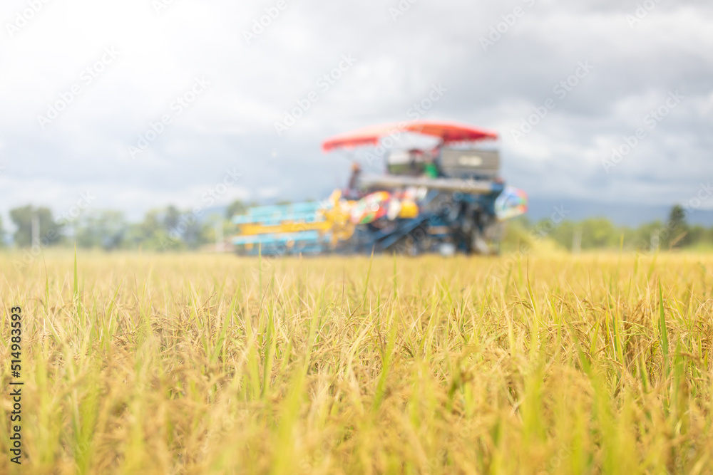Rice harvest season. Harvest tractor working in rice field at northern Rice harvest season. Harvest tractor working in rice field at northern
