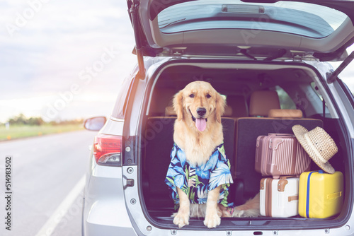 Brown Golden Retriever sitting in the car with set of luggage at the roadside. Ready or preparing to travel concept