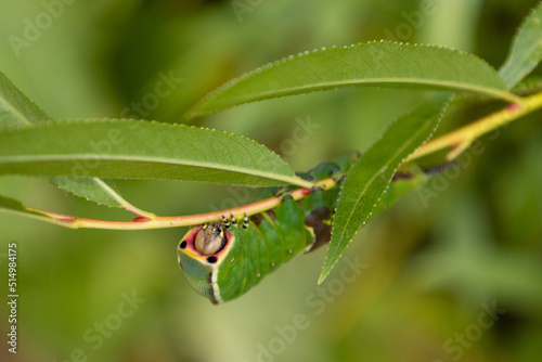 Puss Moth or Cerura vinula caterpillar on a willow or Salix tree.