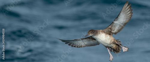 A balearic shearwater (Puffinus mauretanicus) flying in in the Mediterranean Sea and diving to get fish