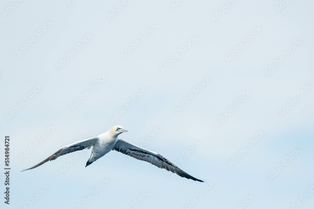A northern gannet (Morus bassanus) flying over the Mediterranean sea, catching fish.