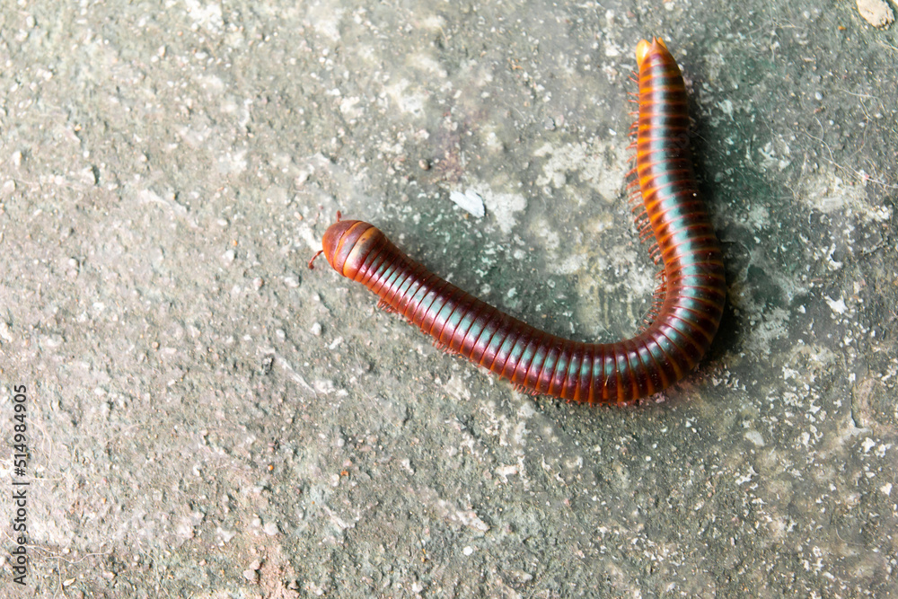 Red millipede crawl on concrete background Red millipede crawl on concrete background