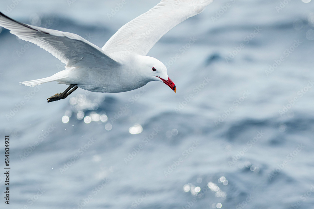 Fototapeta premium An Audouin's gull (Ichthyaetus audouinii) flying over the Mediterranean sea