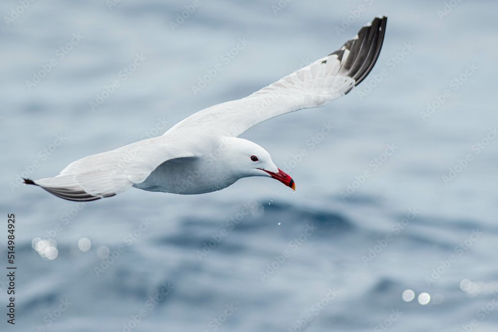 An Audouin's gull (Ichthyaetus audouinii) flying over the Mediterranean sea An Audouin's gull (Ichthyaetus audouinii) flying over the Mediterranean sea
