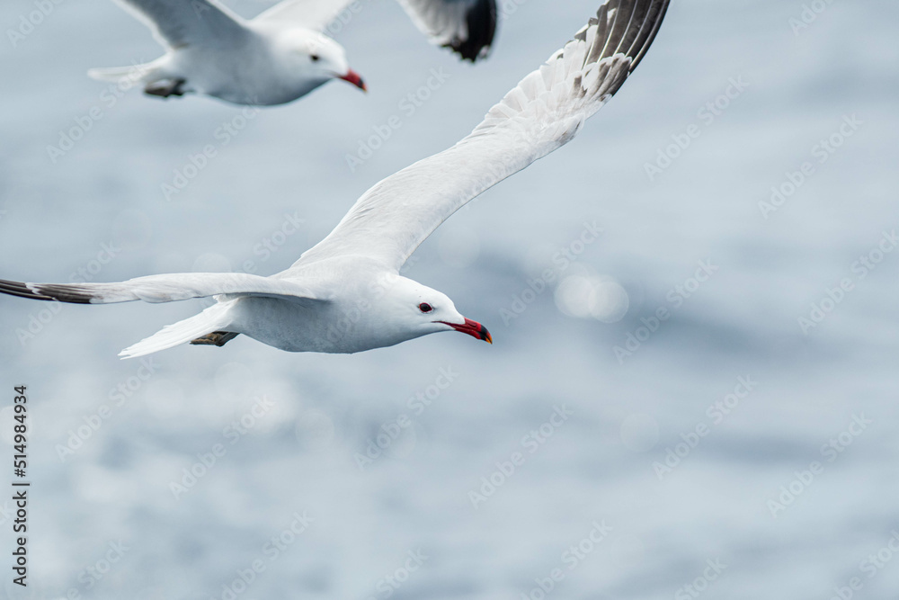 An Audouin's gull (Ichthyaetus audouinii) flying over the Mediterranean sea