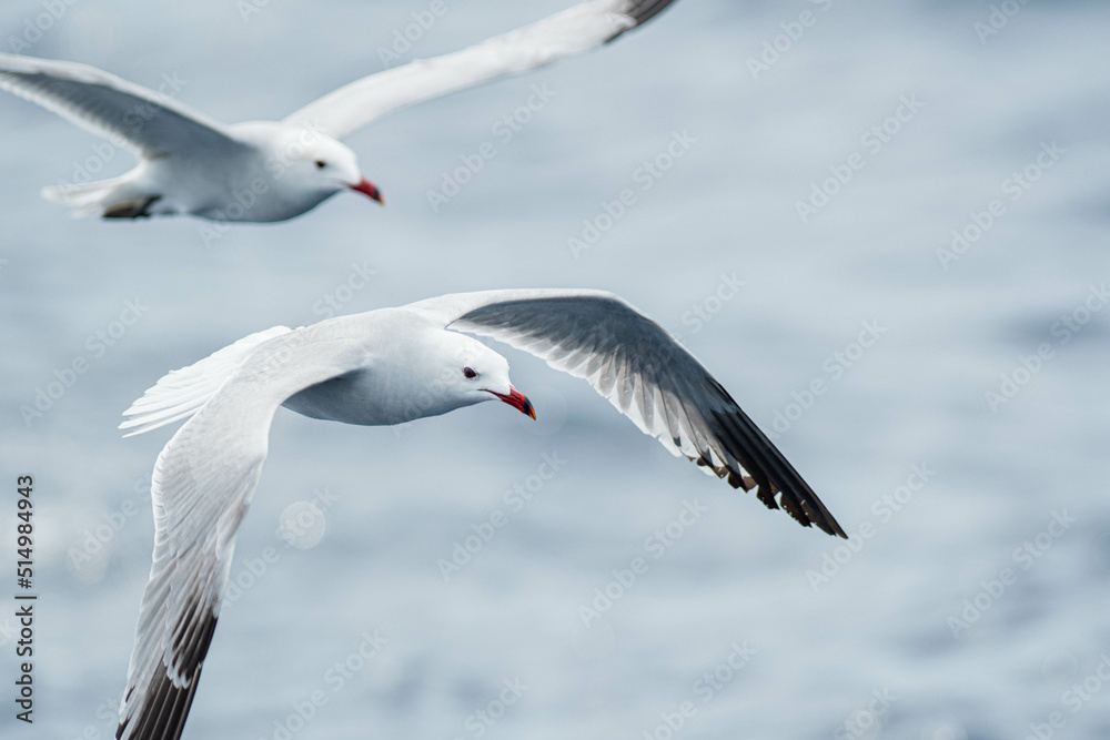 An Audouin's gull (Ichthyaetus audouinii) flying over the Mediterranean sea An Audouin's gull (Ichthyaetus audouinii) flying over the Mediterranean sea