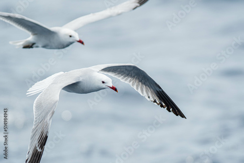 An Audouin's gull (Ichthyaetus audouinii) flying over the Mediterranean sea