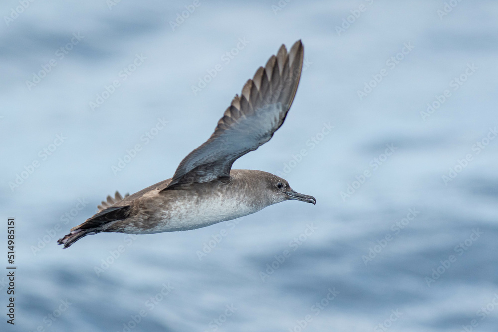 A balearic shearwater (Puffinus mauretanicus) flying in in the Mediterranean Sea and diving to get fish A balearic shearwater (Puffinus mauretanicus) flying in in the Mediterranean Sea and diving to get fish