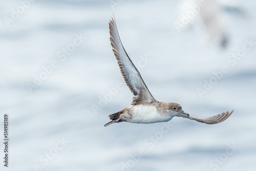 A balearic shearwater (Puffinus mauretanicus) flying in in the Mediterranean Sea and diving to get fish photo