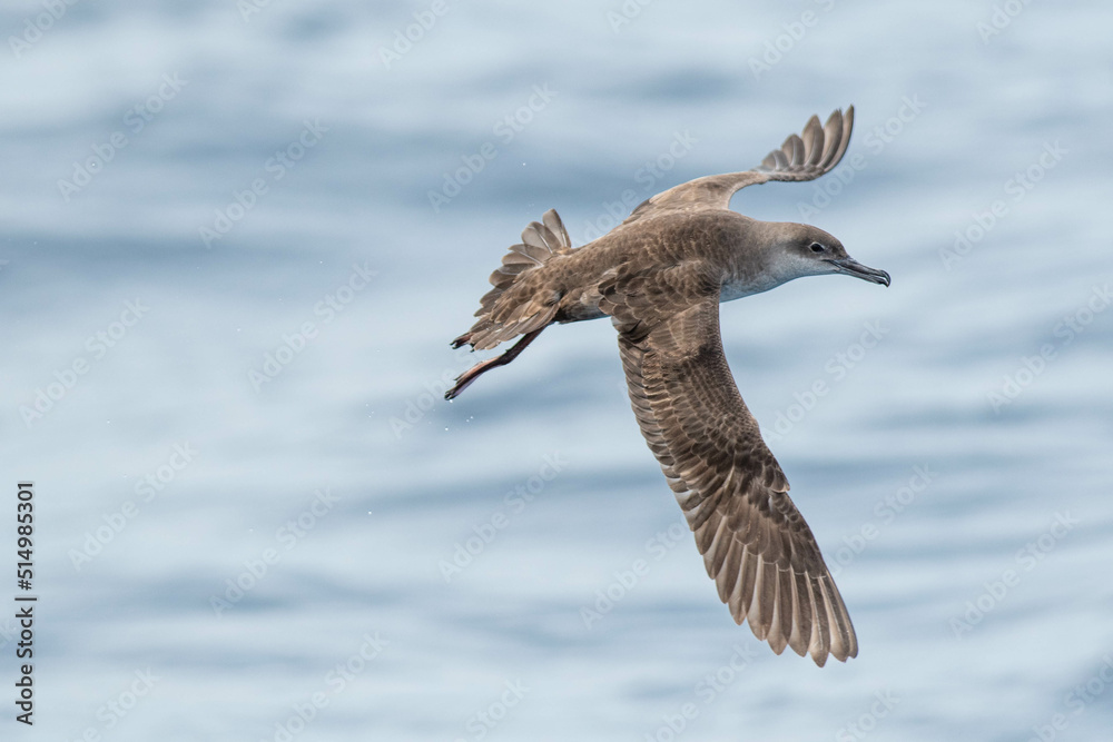 A balearic shearwater (Puffinus mauretanicus) flying in in the Mediterranean Sea and diving to get fish