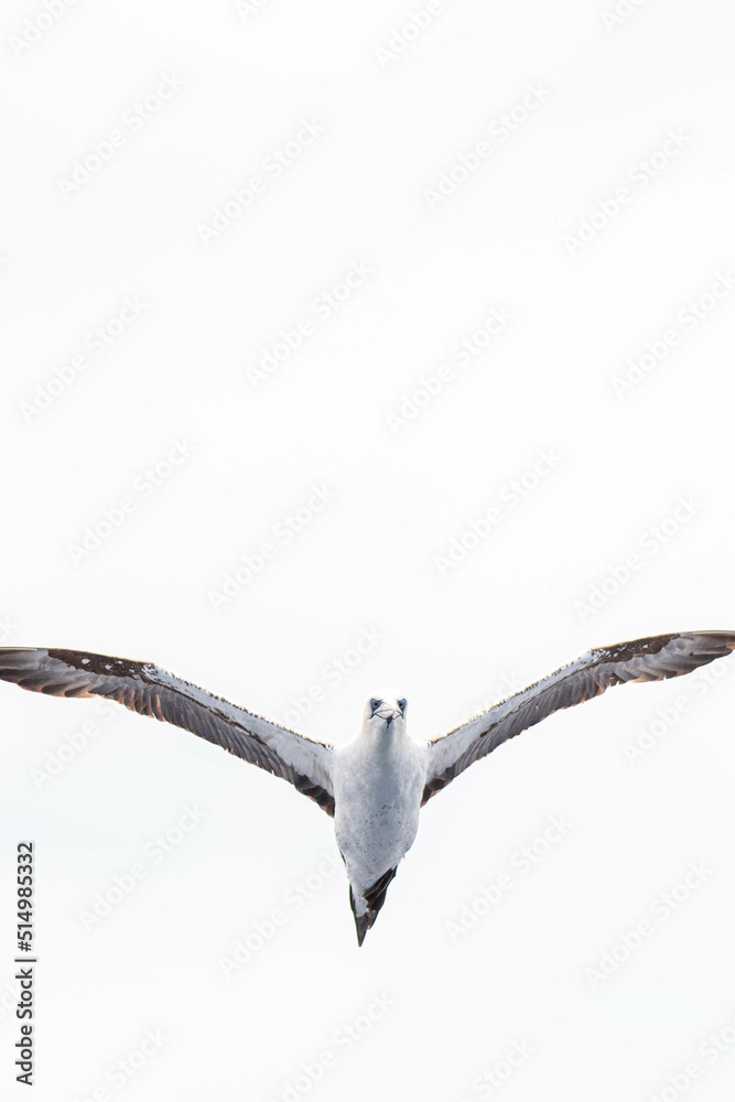A northern gannet (Morus bassanus) flying over the Mediterranean sea, catching fish. A northern gannet (Morus bassanus) flying over the Mediterranean sea, catching fish.