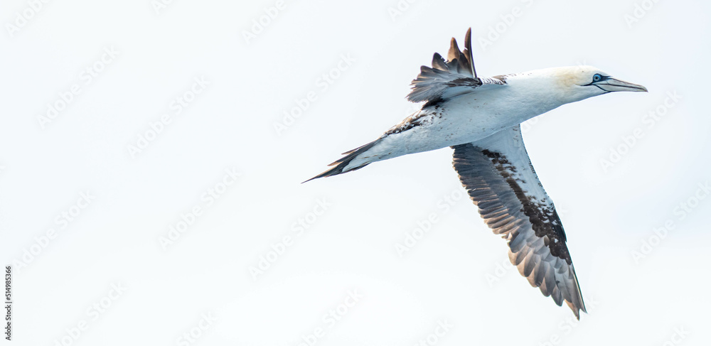 Fototapeta premium A northern gannet (Morus bassanus) flying over the Mediterranean sea, catching fish.