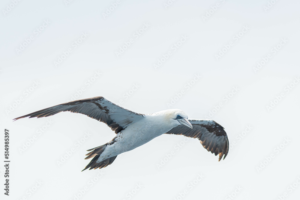 A northern gannet (Morus bassanus) flying over the Mediterranean sea, catching fish. A northern gannet (Morus bassanus) flying over the Mediterranean sea, catching fish.