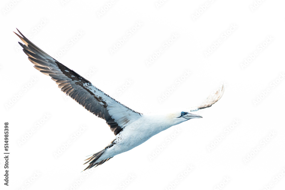 A northern gannet (Morus bassanus) flying over the Mediterranean sea, catching fish. A northern gannet (Morus bassanus) flying over the Mediterranean sea, catching fish.