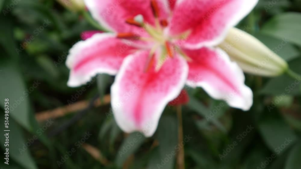 Close up shot of pink lily flower