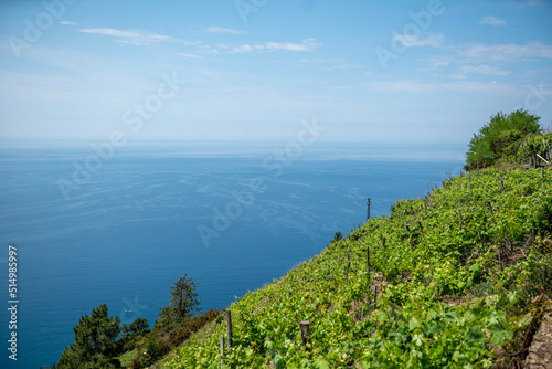 Beautiful view of Paradise. Cinque Terre in Italy. Mediterranean Sea and vinery in the foreground