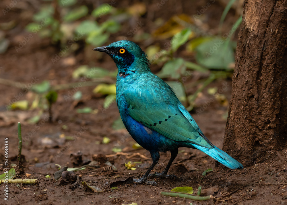 One glossy greater blue-eared starling on the ground One glossy greater blue-eared starling on the ground
