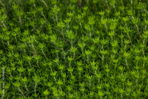 green grass background