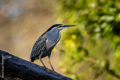 green-backed heron on a branch