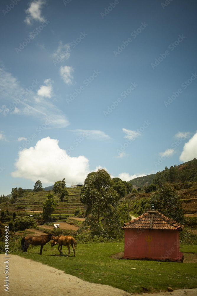 horse in the mountains