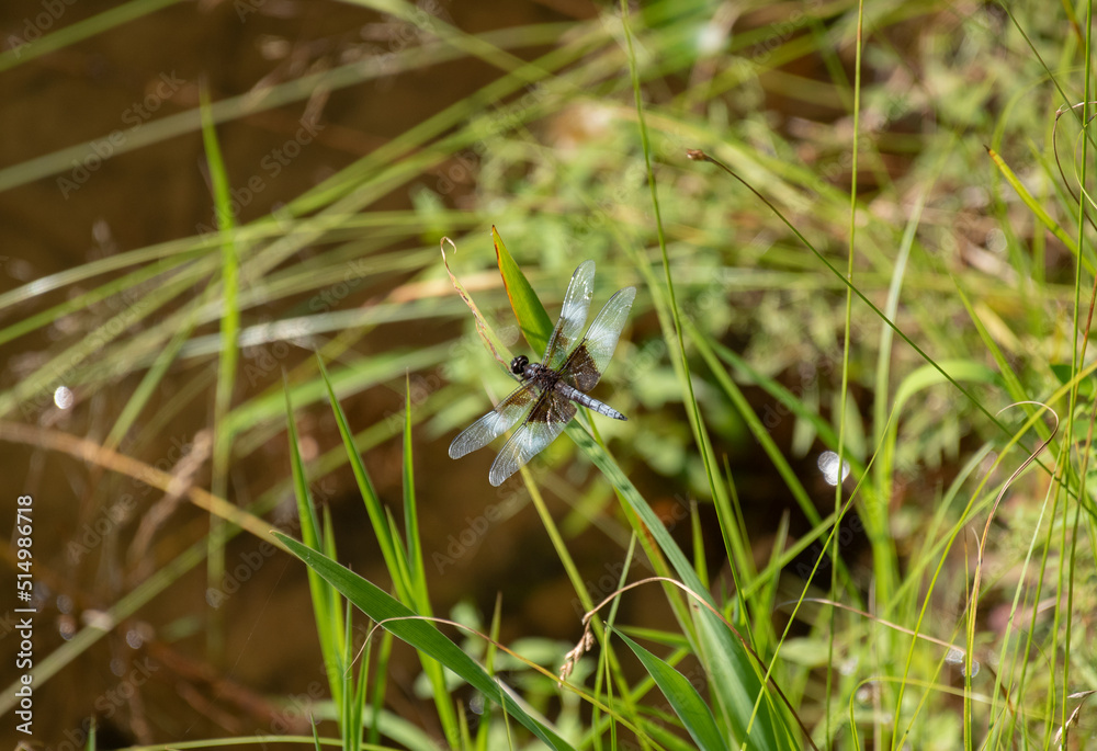 Widow Skimmer Widow Skimmer