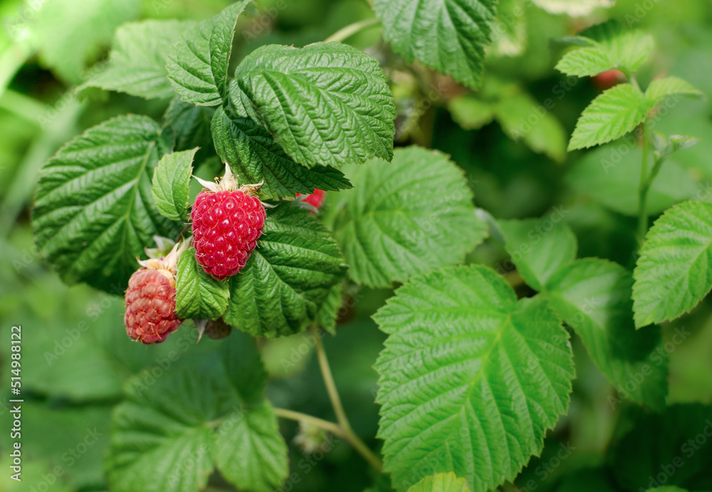 Ripe raspberry berries. Ripe raspberry berries.
