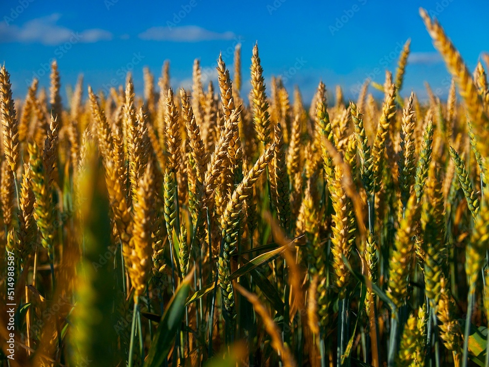 ripening wheat in the rays of the evening sun ripening wheat in the rays of the evening sun