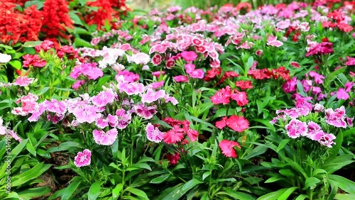 Wallpaper Mural Colorful mixed flowers Torontodigital.ca