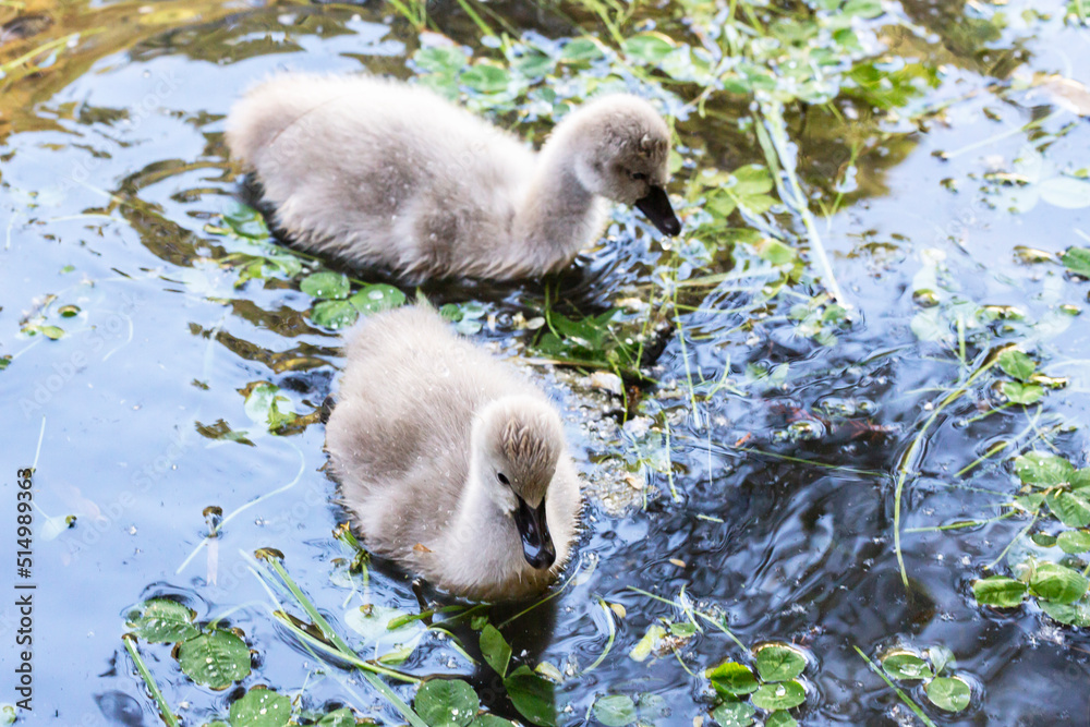 baby swan swims on a lake on a sunny summer day. The baby swan is seven days after birth baby swan swims on a lake on a sunny summer day. The baby swan is seven days after birth