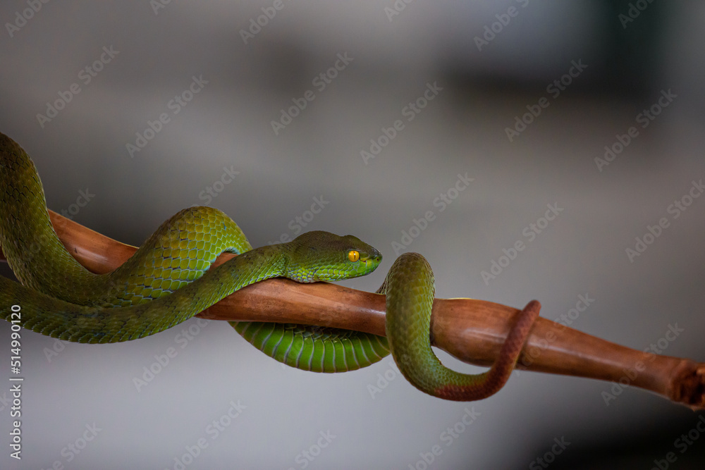 Naklejka premium Red tail green bamboo pit viper on a wooden stick at Red Cross' snake farm, Bangkok, Thailand