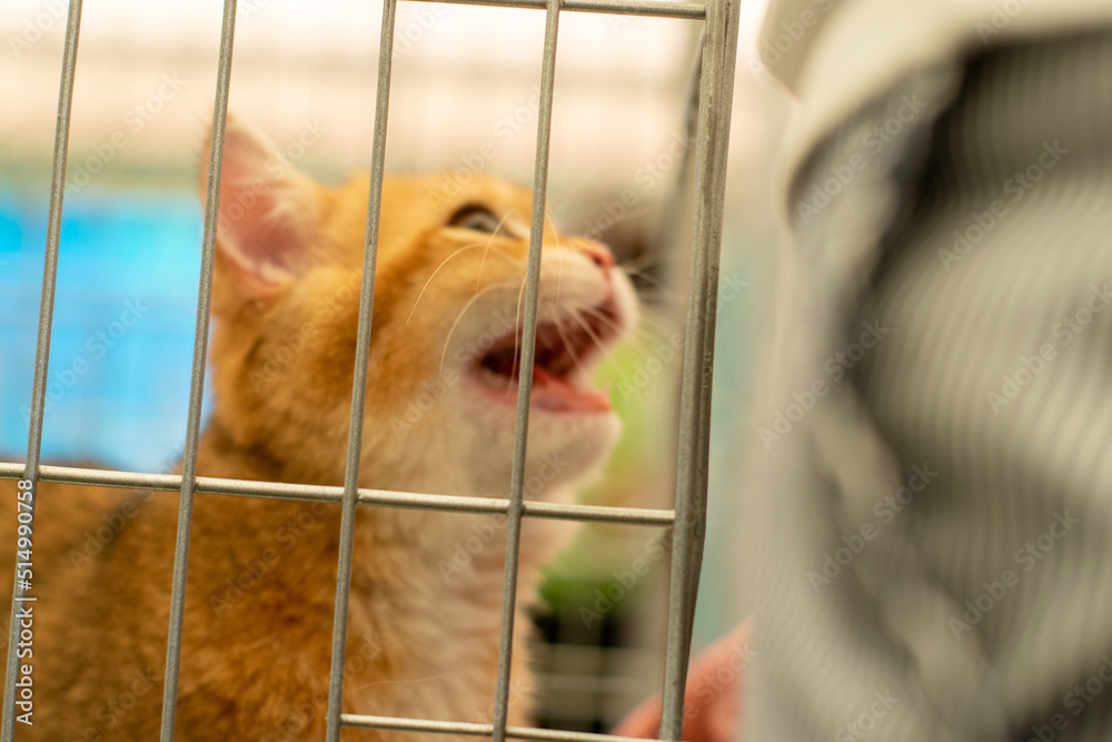 Obraz premium Cat meowing in a cage at cat competiton