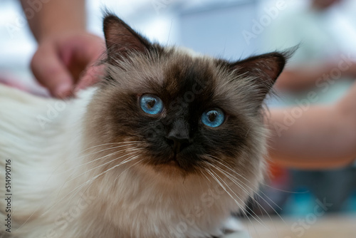 Wallpaper Mural Kid petting cat on a table at cat competition Torontodigital.ca
