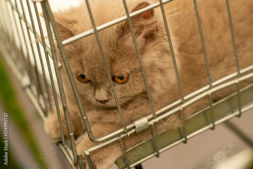 Wallpaper Mural Cat meowing in a cage at cat competiton Torontodigital.ca